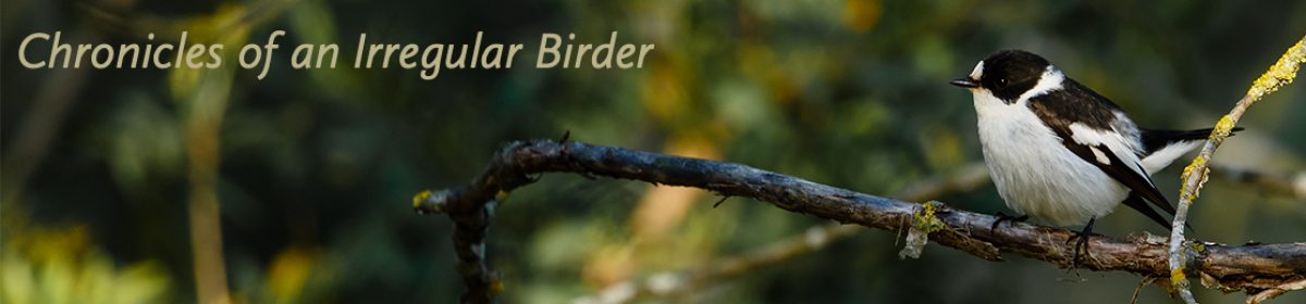 Chronicles of an Irregular Birder