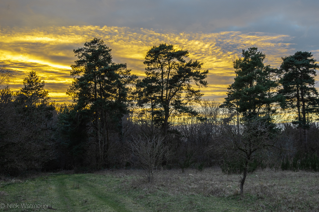 Early Season Norfolk Moths