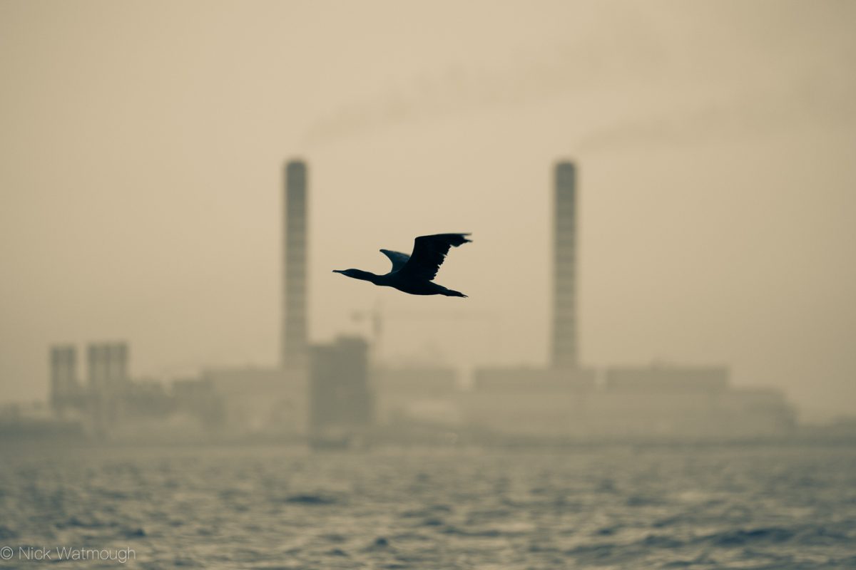 The Persian Gulf – Islands and Seabirds