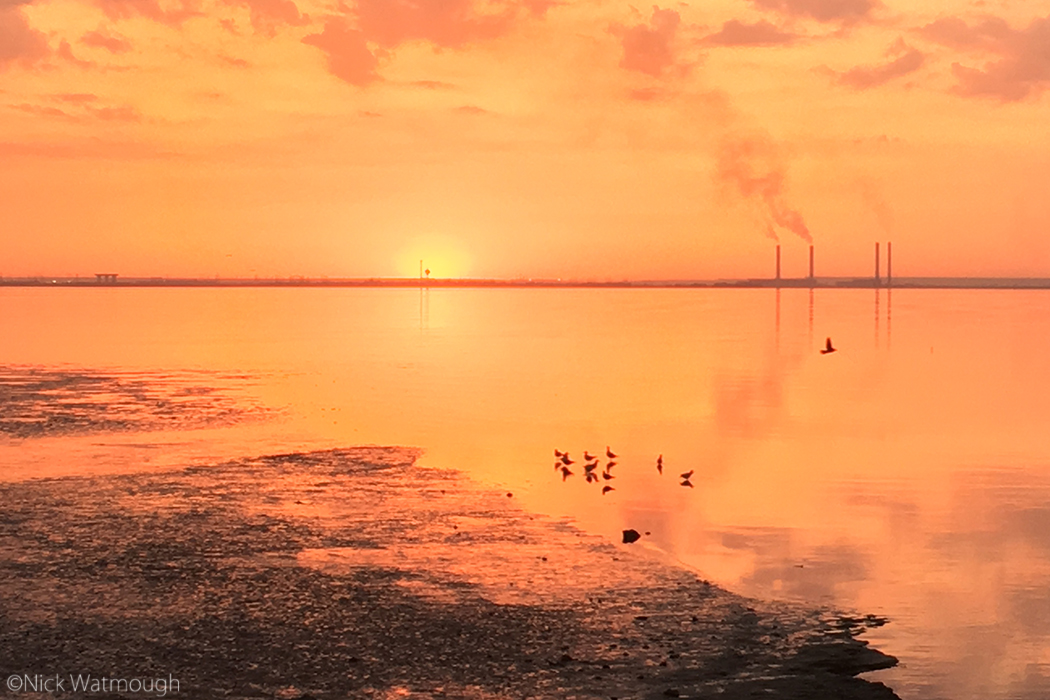 Not Just Bird Migration