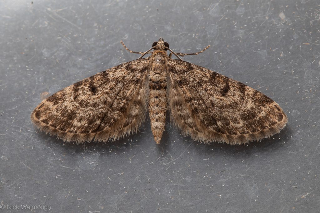 Garden moth-trap, Dwarf Pug, Eupithecia tantillaria,1stMay 2019, Norfolk