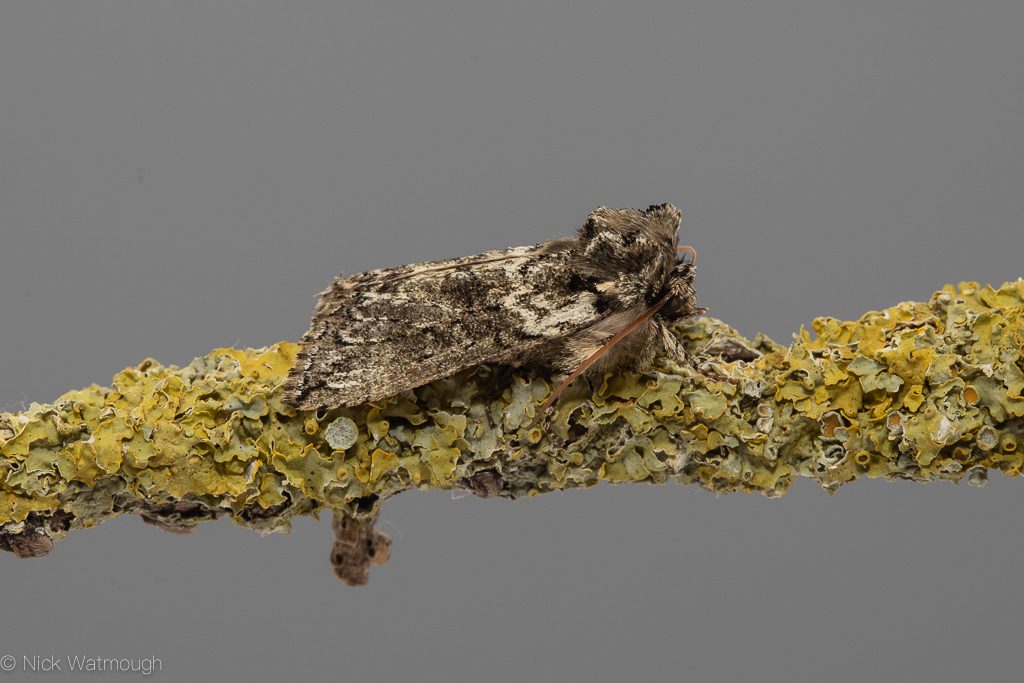Garden moth-trap, Frosted Green, Polyploca ridens, 22nd April 2019, Norfolk