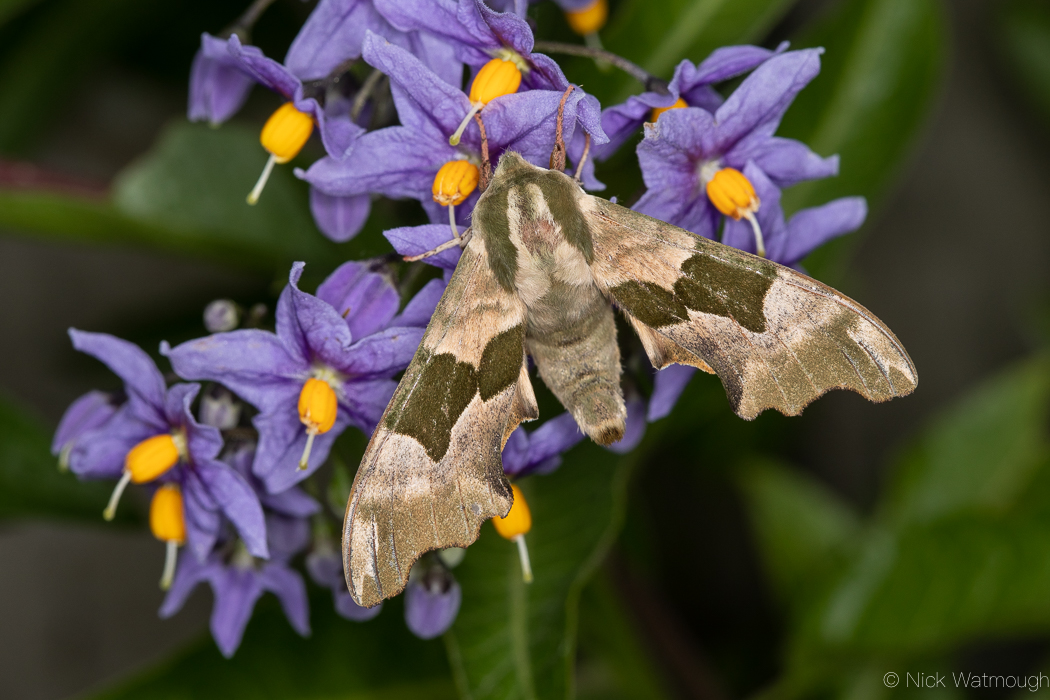 Sprucing Up May Moths