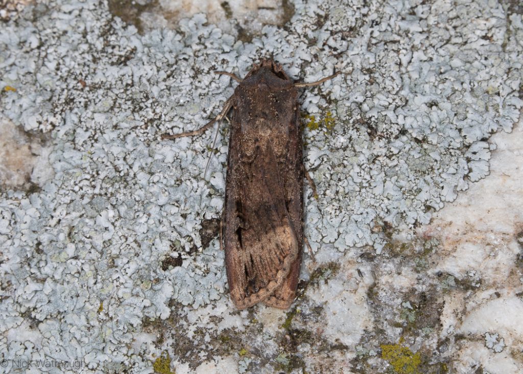 Dark Sword-grass (Agrotis ipsilon) - Lizard, Cornwall September 8th 2019.