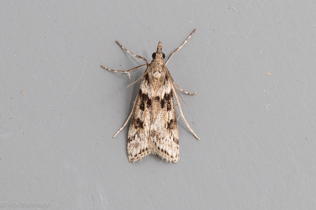 autumn moths in the garden, Eudonia angustea, Narrow-winged Grey, 12th September  2019, Norwich