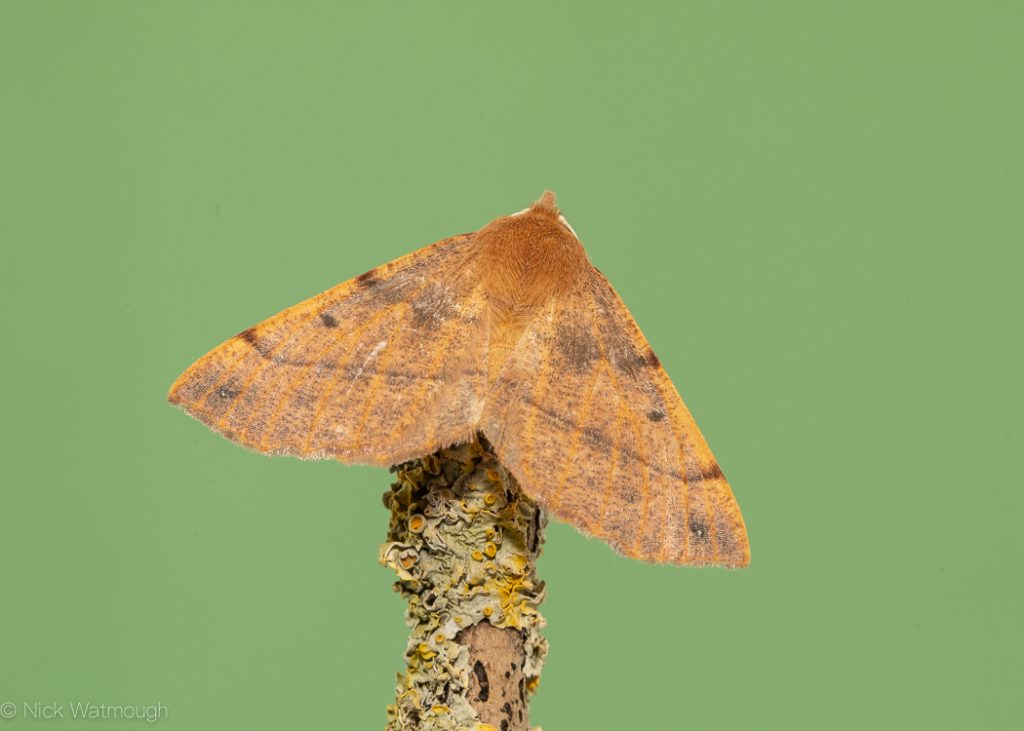 autumn moths in the garden, Feathered Thorn, Colotois pennaria, 1st November 2019, Norwich