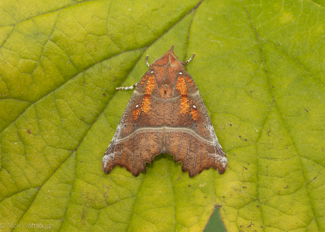 Autumn Moths in the Garden