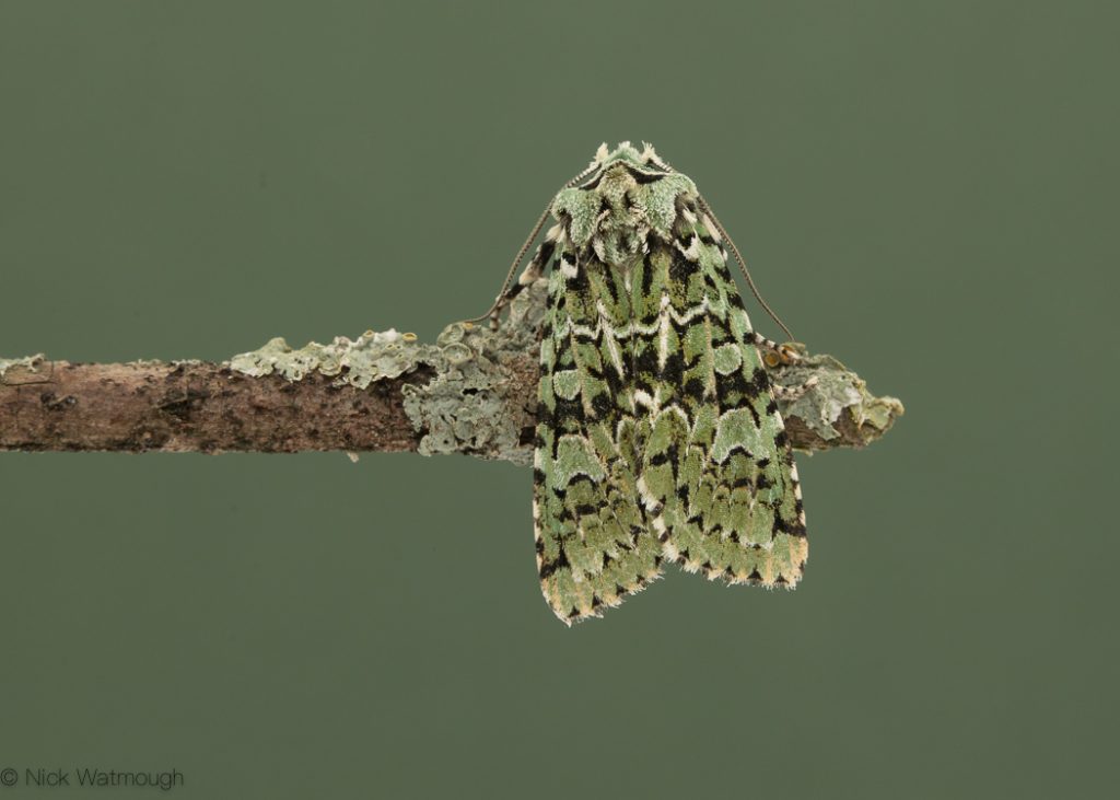autumn moths in the garden, Merveille du Jour, Griposia aprilina, 19th October 2019, Norwich