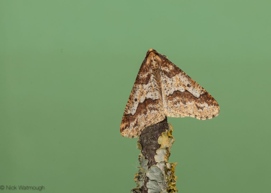 autumn moths in the garden, Mottled Umber, Erannis defoliaria, 23rd November 2019, Norwich