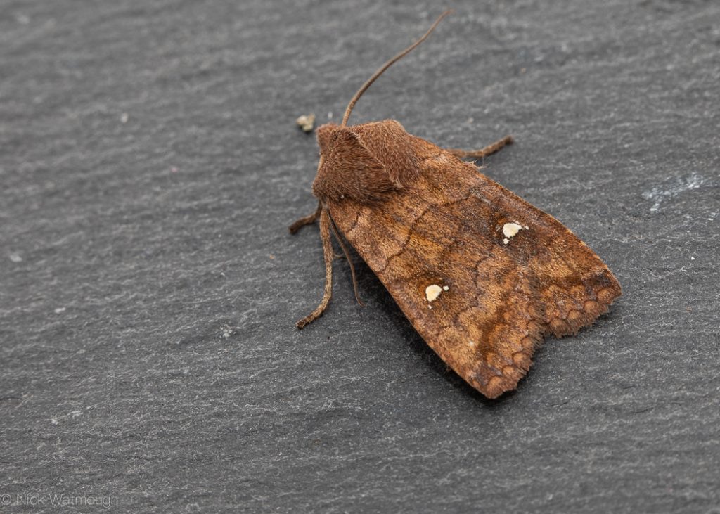 autumn moths in the garden, Satellite, Eupsilia transversa, 19th October 2019, Norwich