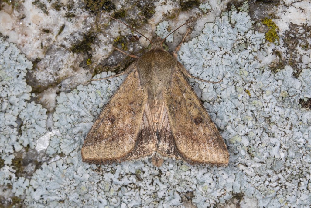 Scarce-bordered Straw (Helicoverpa armigera) - Lizard, Cornwall September 8th 2019.