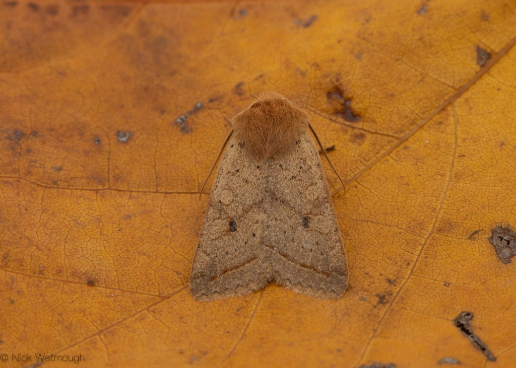 autumn moths in the garden, Yellow-line Quaker, Agrochola macilenta, 19th October 2019, Norwich