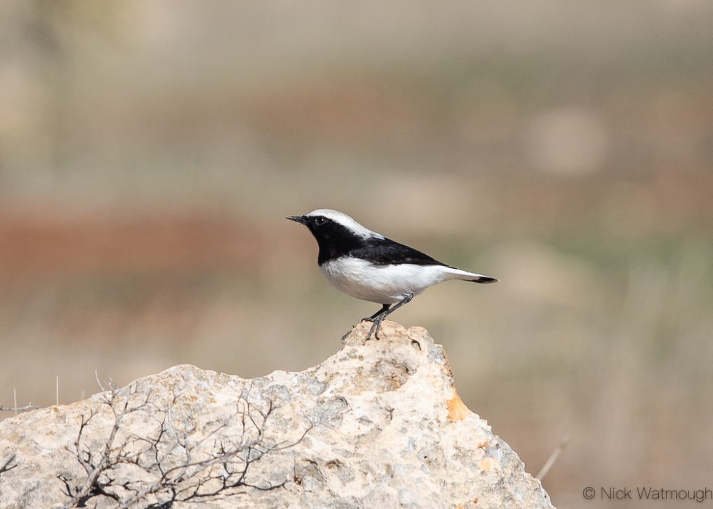 Finsch's Wheatear (Oenanthe finschii), Mount Amasa, Israel, January 2020