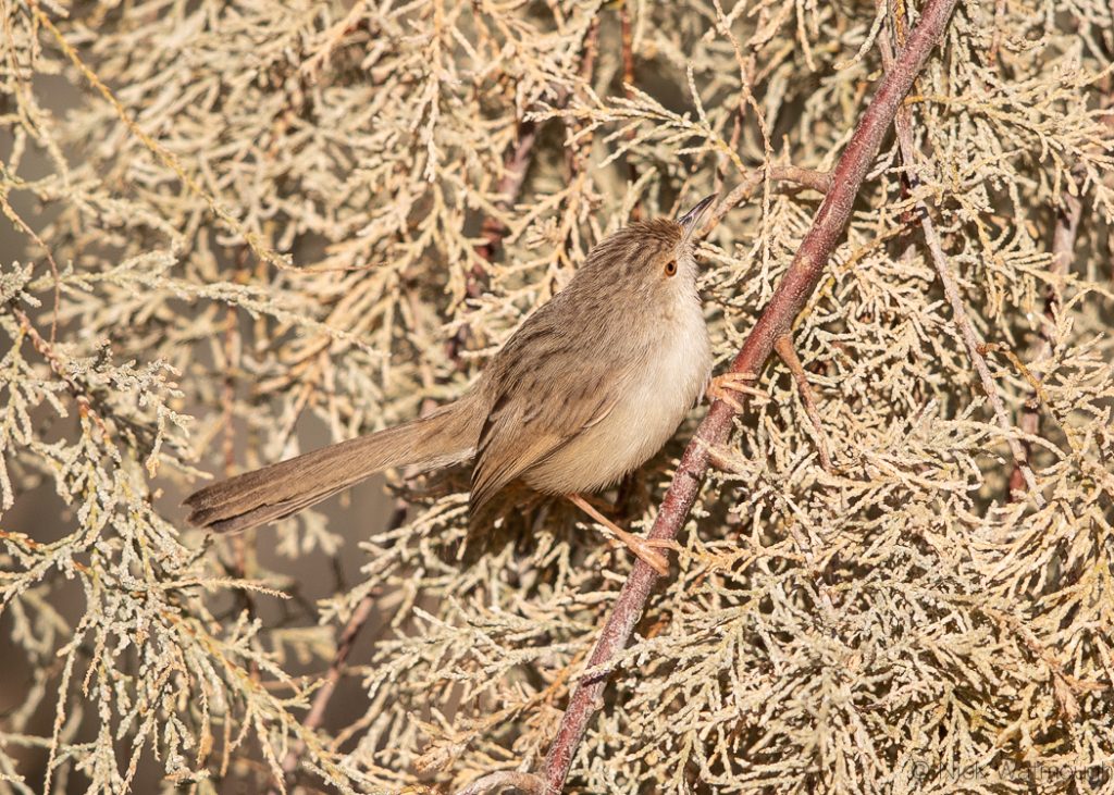 Graceful Prinia (Prinia gracilis), Samar, Israel, January 2020