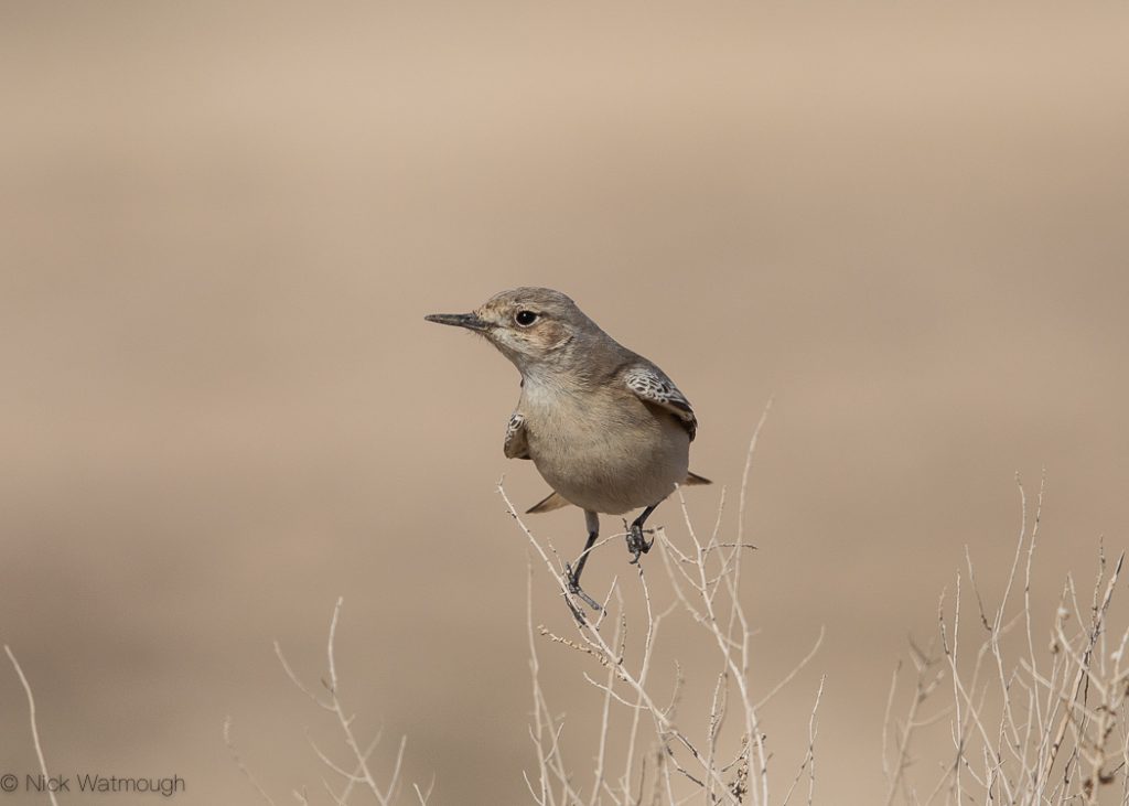 Hooded Wheatear (Oenanthe monacha), Uvda Valley, Israel, January 2020