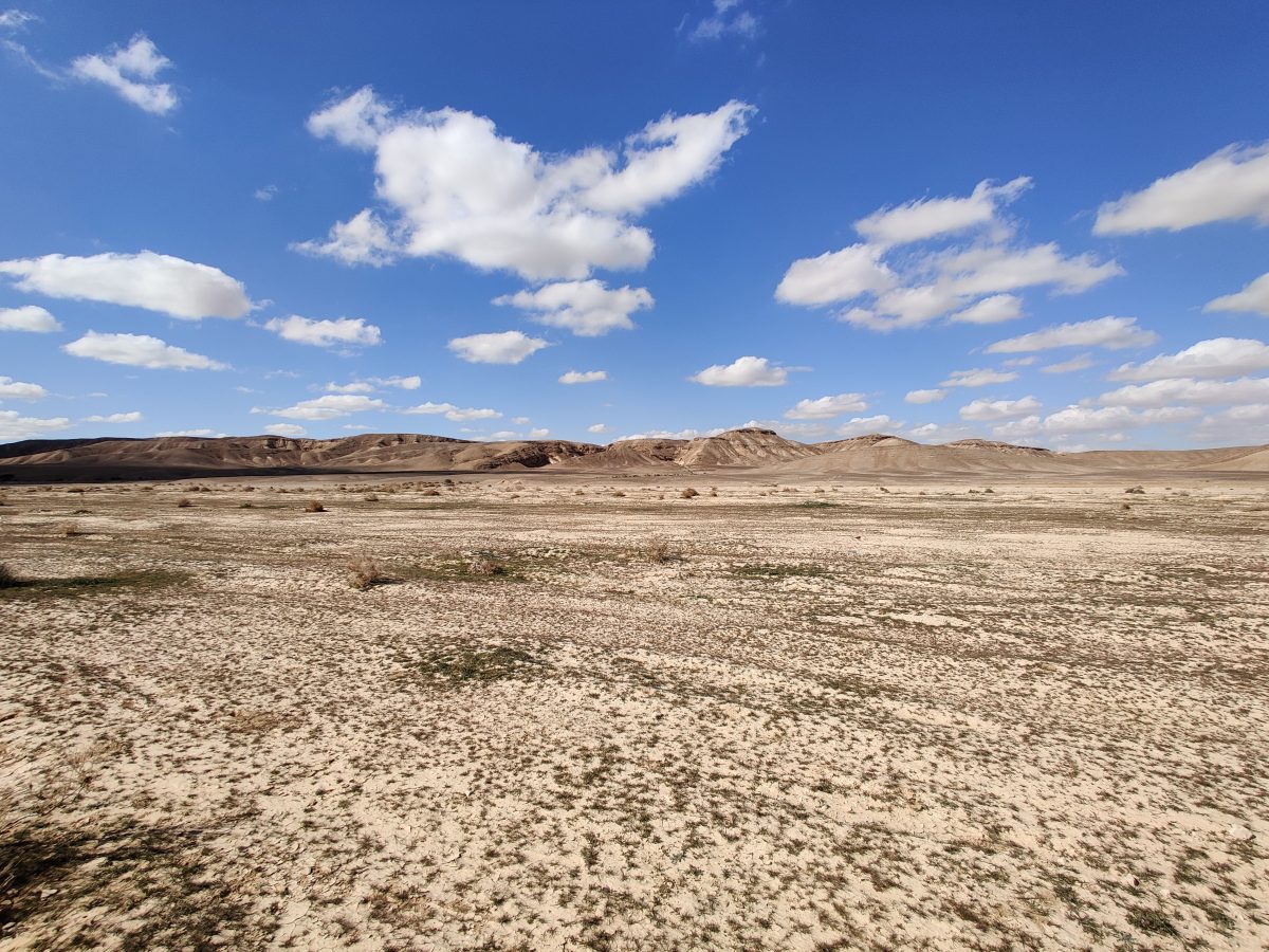 Uvda Valley Wheatears and a lifer