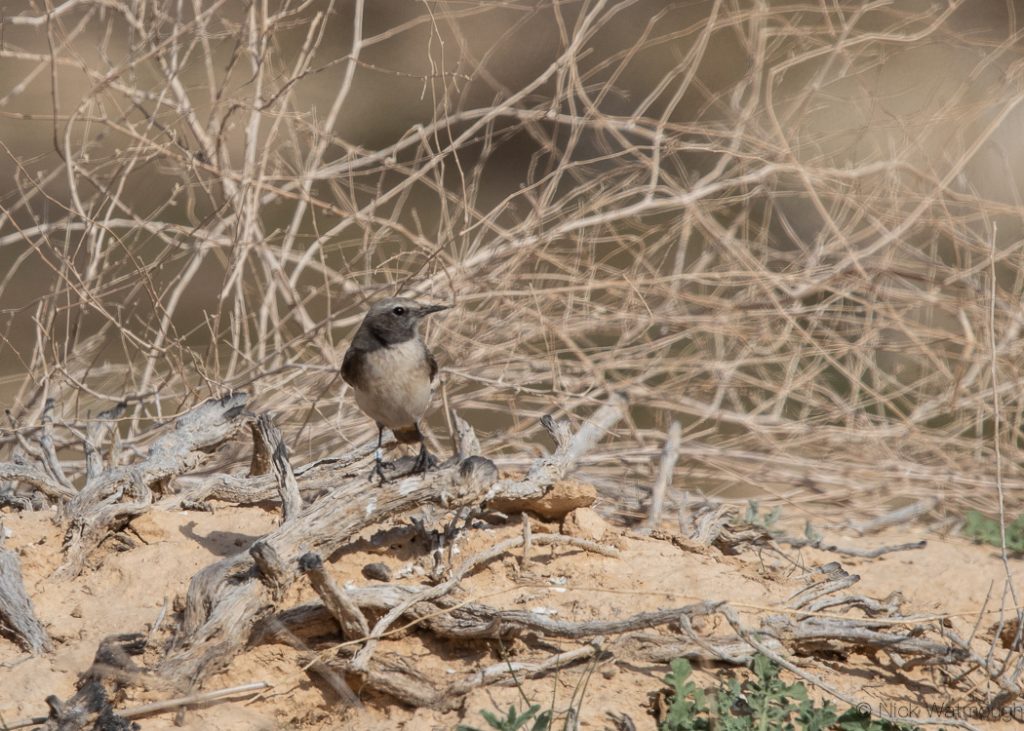 Kurdish Wheatear (Oenanthe xanthoprymna)