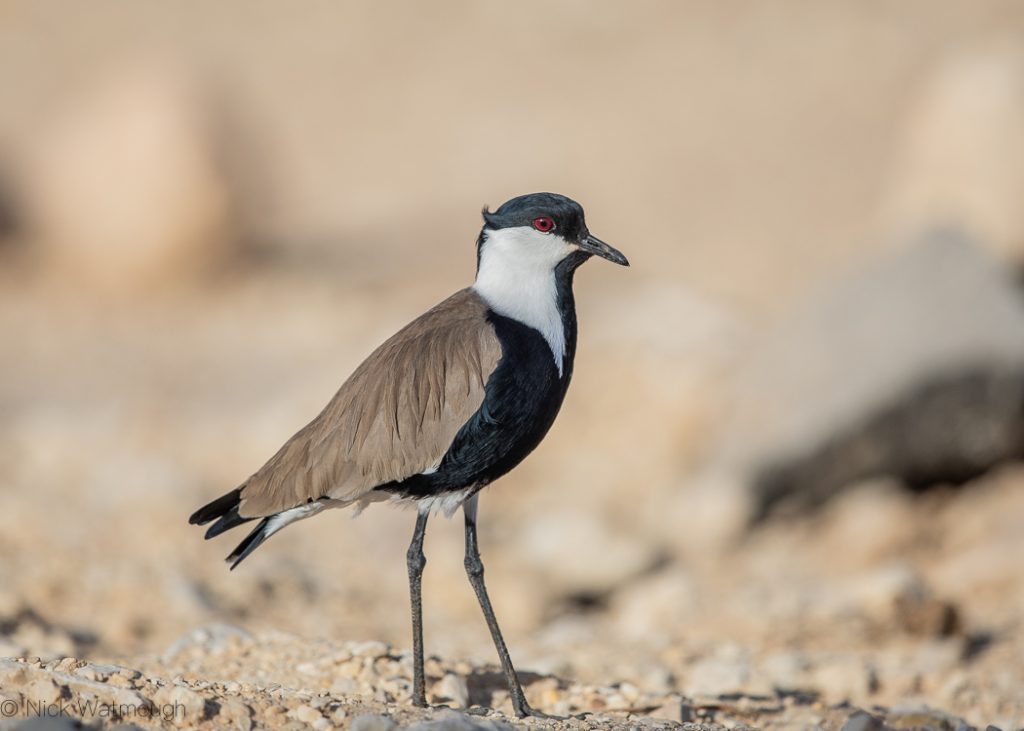 Spur-winged Lapwing (Vanellus spinosus), Samar, Israel, January 2020