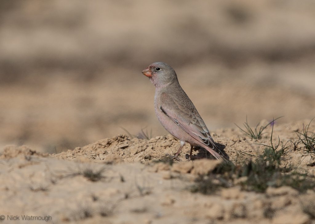 Trumpeter Fich Bucanetes githagineus, Uvda Valley, Israel, January 2020