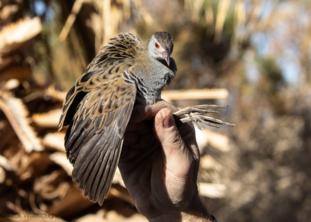 An unexpected visitor African Crake (Crex egregia) 