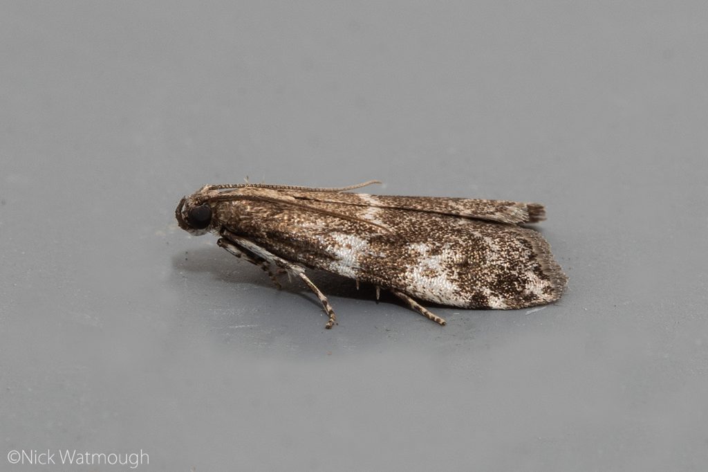 Garden Moth-trap, Assara terebrella, Dark Spruce Knot-horn, 31st May 2019, Norfolk