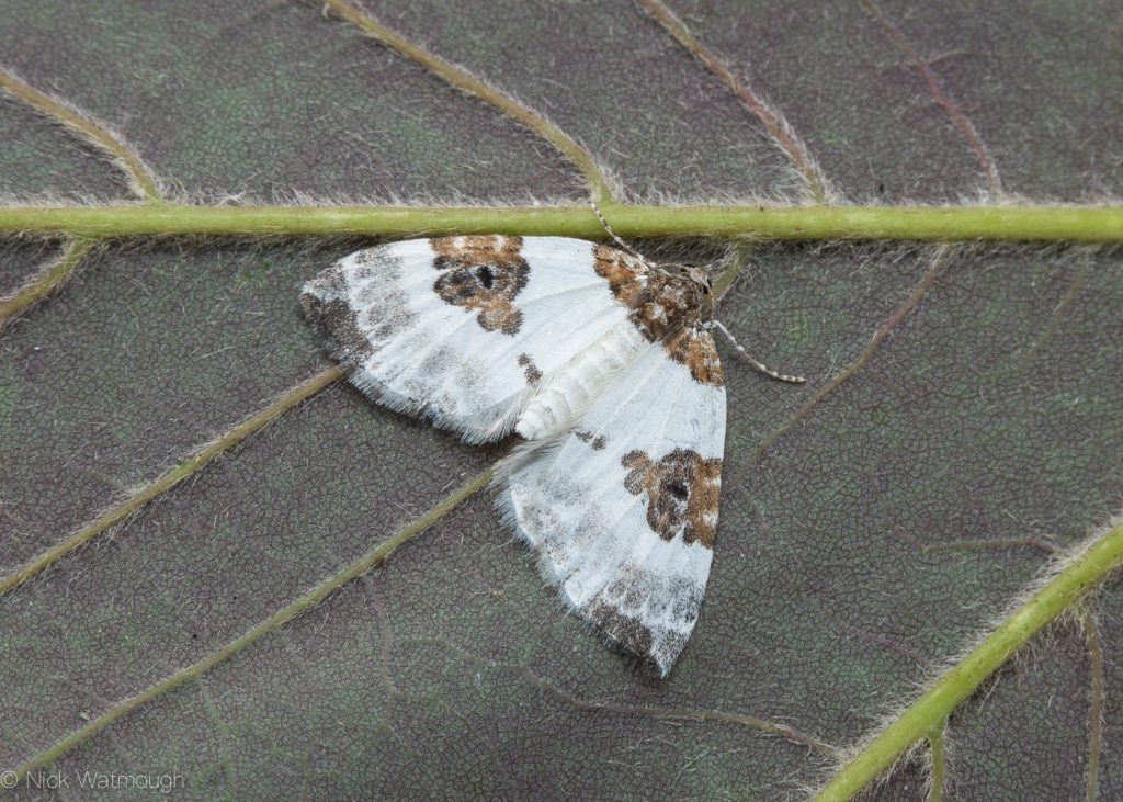 The Biggest Week for Moths, Blue-bordered Carpet, Plemyria rubiginata, June 29th 2019, Norfolk