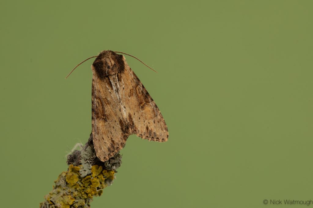 Garden moth-trap, Clouded-bordered Brindle, Apamea crenata, May 24th 2019, Norfolk