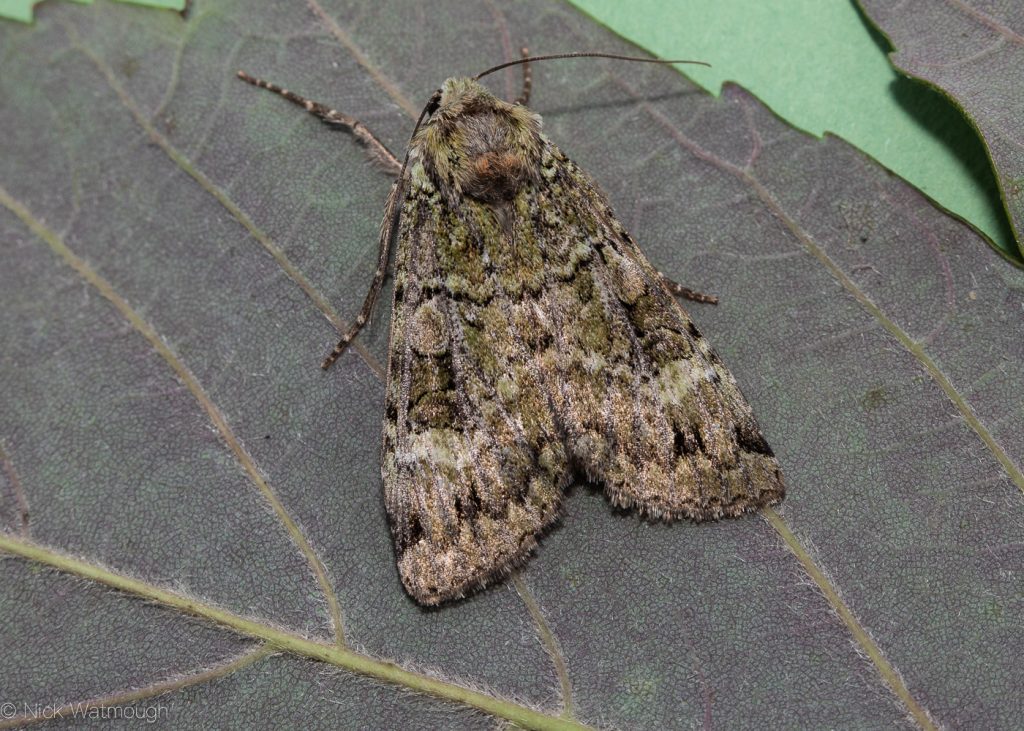 The Biggest Week for Moths, Green Arches, Anaplectoides prasina, June 29th 2019, Norfolk