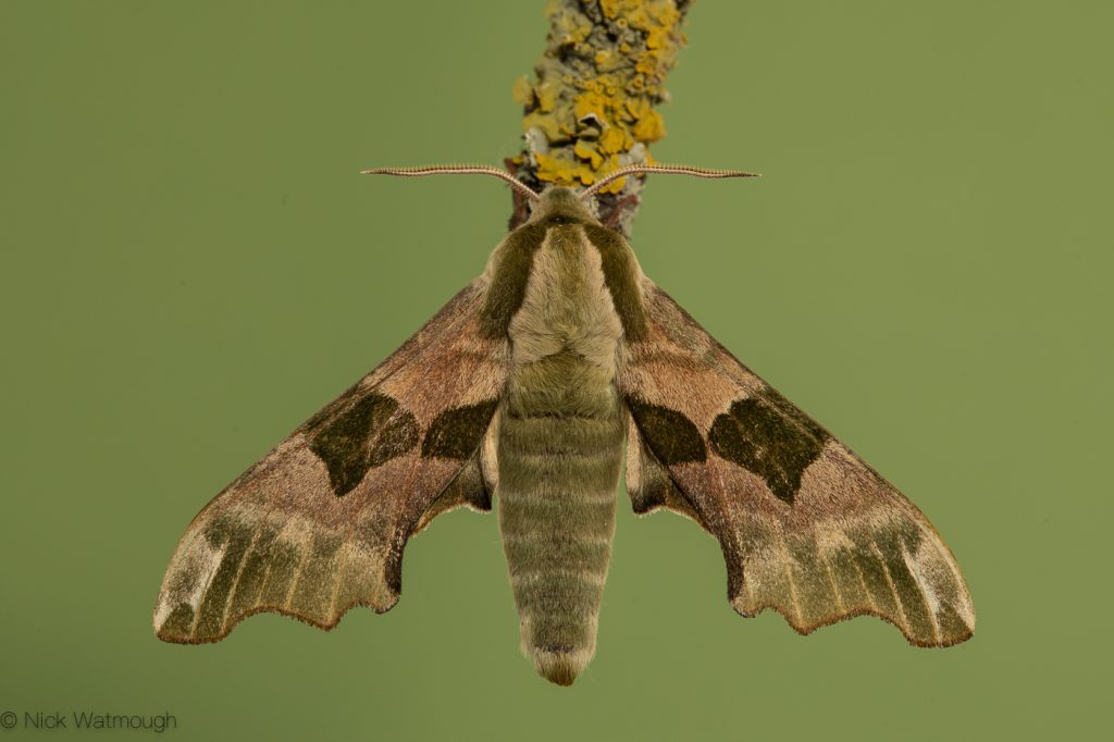 Garden moth-trap, Lime Hawk-moth, Mimas tiliae, 5th May 2019, Norfolk