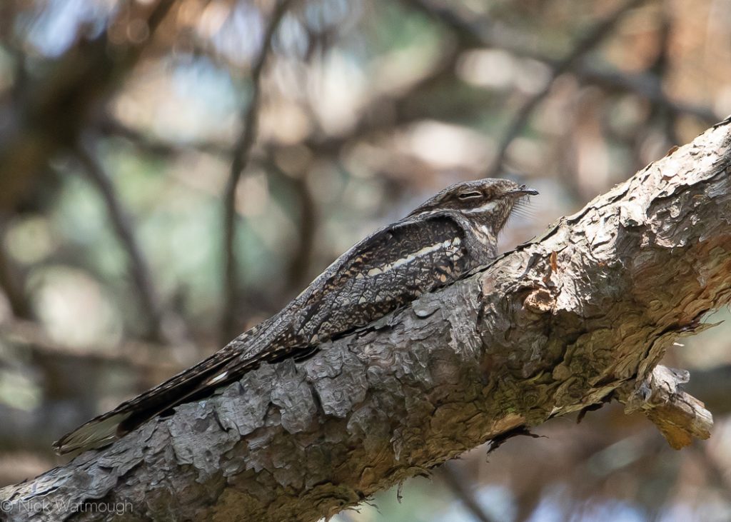 European Nightjar (Caprimulgus europaeus), Batumi, Georgia, August 2019