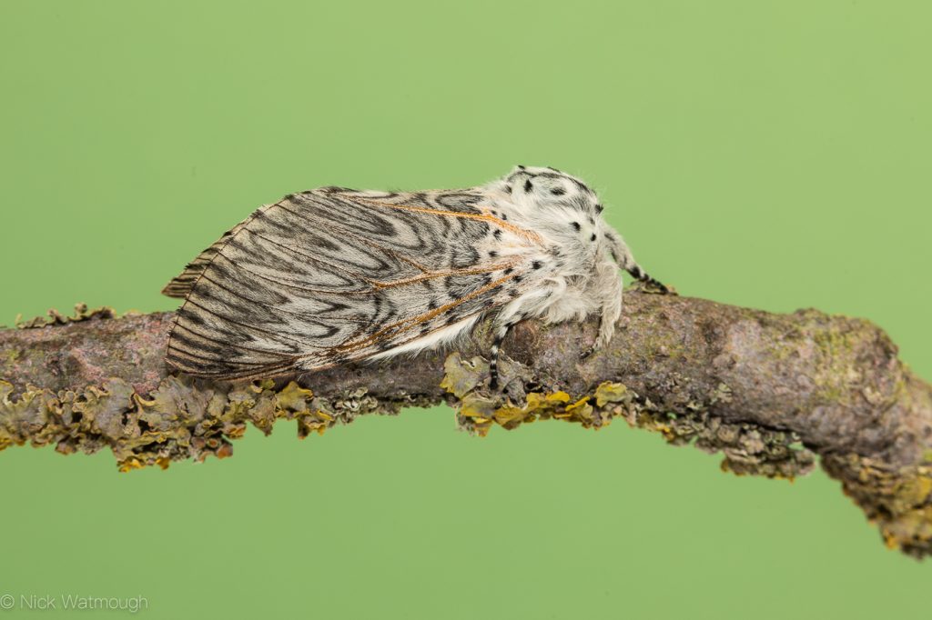Garden Moth Trap, Puss Moth, Cerura vinula,  31st May 2019, Norwich