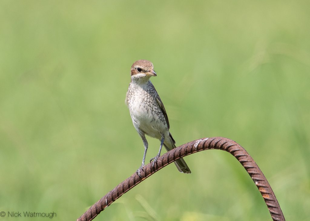 Red-backed Shrike (Lanius collurio), Batumi, August 2019