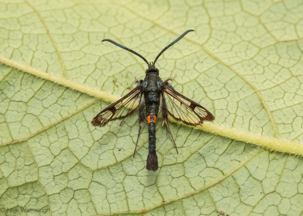 The Biggest Week for Moths, Red-belted Clearwing, Synanthedon myopaeformis, June 29th 2019, Norfolk