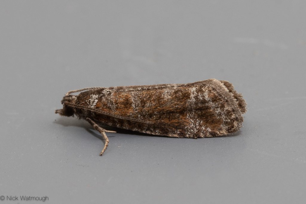 Garden Moth-trap, Rhyacionia pinivorana, Spotted Shoot, 30th May 2019, Norfolk