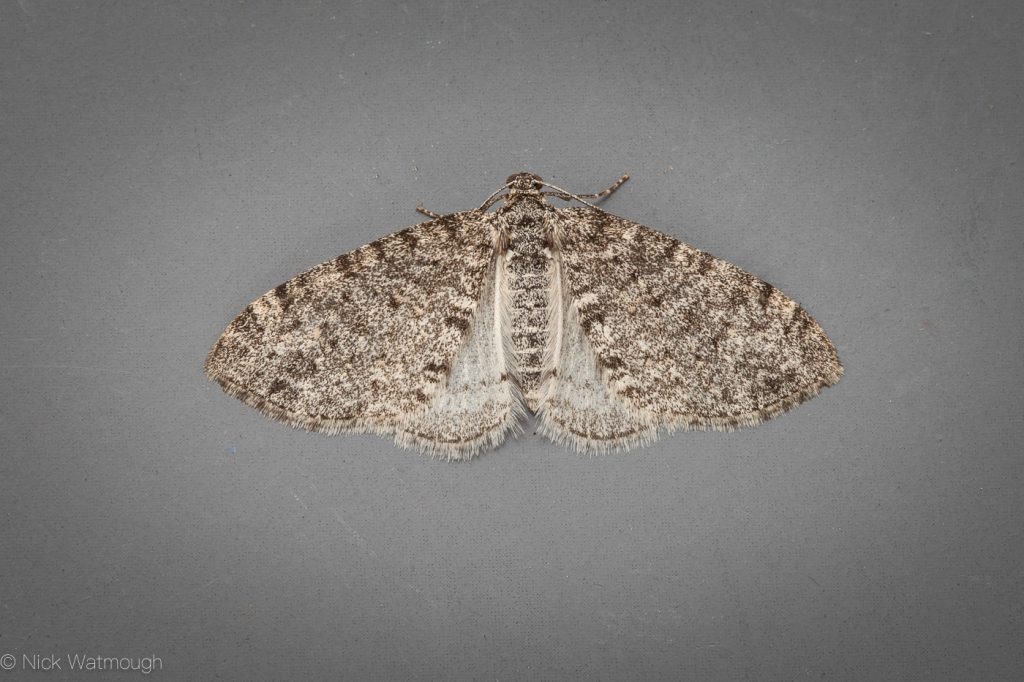 Garden moth-trap, Seraphim, Lobophora halterata, May 24th 2019, Norfolk