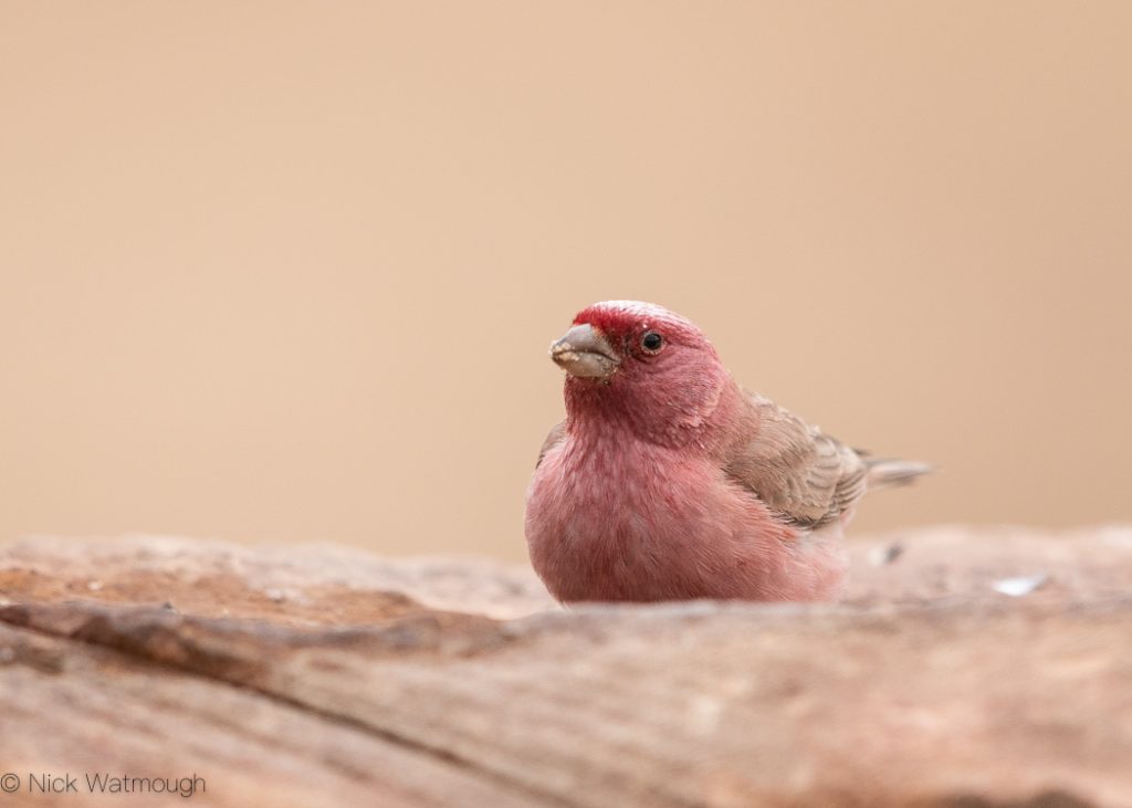 Sinai Rosefinch, Carpodacus synoicus, Amram's Pillars, Israel, January 2020
