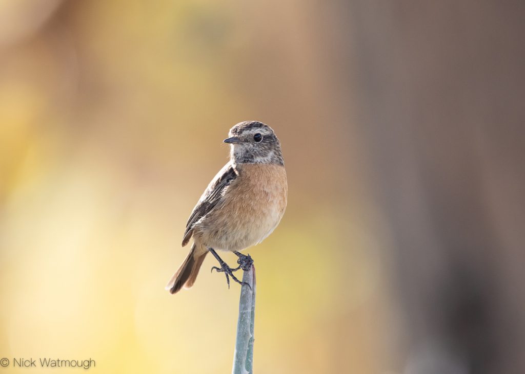 Stonechat (Saxicola rubicola), Israel, January 2020
