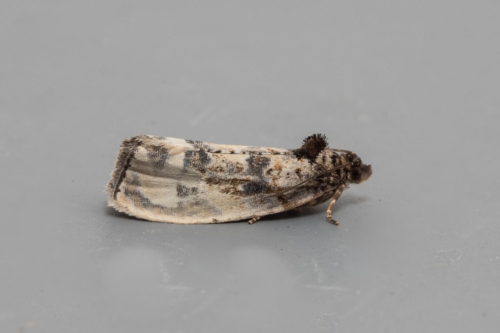 Garden Moth-trap, Hedya sp, 31st May 2019, Norfolk