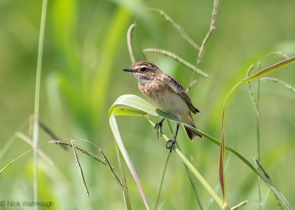 Whinchat (Saxicola rubetra), Batumi, Georgia, August 2019
