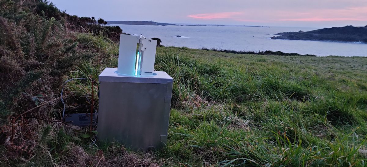 Migrant Moths on Penninis